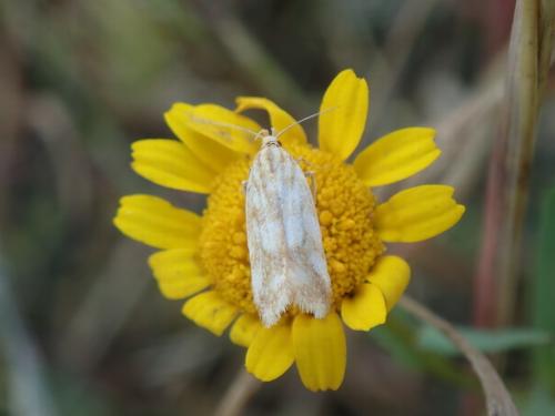 Mirificarma sp.